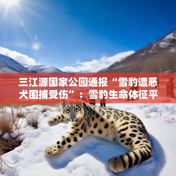 三江源国家公园通报“雪豹遭恶犬围捕受伤”：雪豹生命体征平稳，两只牧羊犬伤重死亡