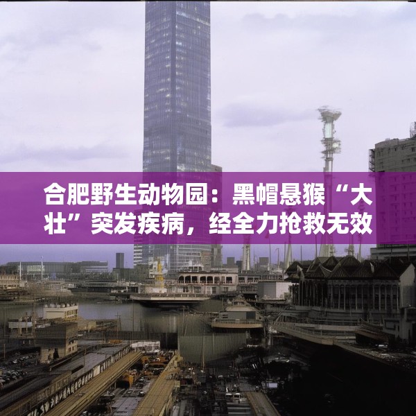 合肥野生动物园：黑帽悬猴“大壮”突发疾病，经全力抢救无效离世